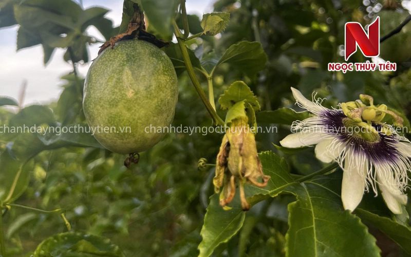 Phòng Nấm Cho Chanh Dây: Thời Điểm, Cách Phun Và Lưu Ý Quan Trọng