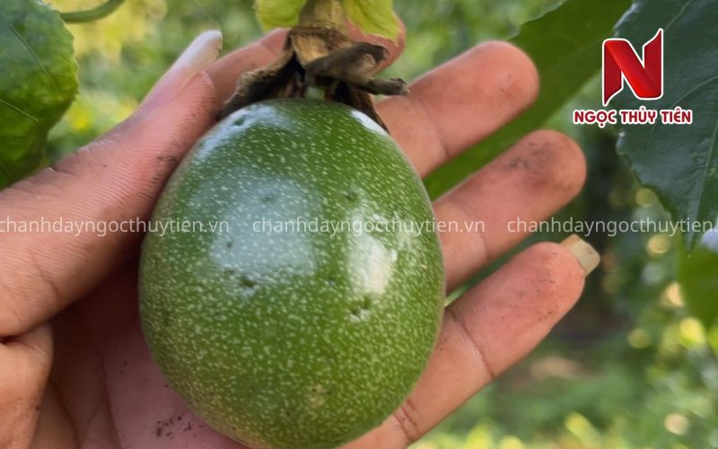 Kiểm tra bọ trĩ trên trái non chanh dây Trái non chanh dây cần được kiểm tra bọ trĩ và côn trùng chích hút