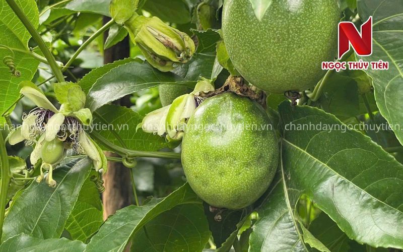 Phòng Trừ Bọ Trĩ Trên Chanh Dây: Thời Điểm Phun Và Hoạt Chất Phù Hợp