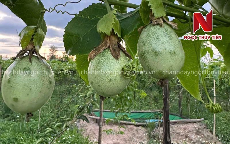 Tác hại của bọ trĩ trên trái chanh dây Trái chanh dây bị sần vỏ và mất mẫu mã do côn trùng chích hút