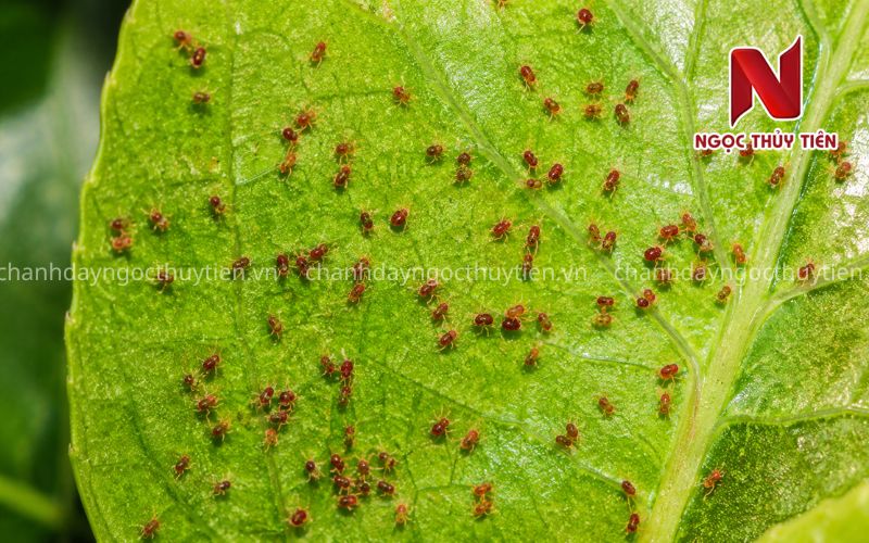 Phòng Trừ Nhện Đỏ Trên Chanh Dây: Thời Điểm Phun Và Hoạt Chất Phù Hợp