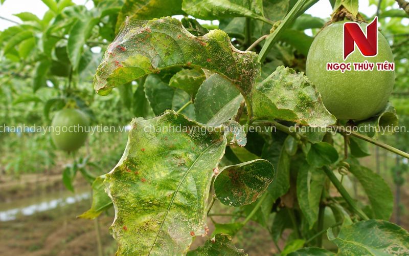 Lá chanh dây bị nhện đỏ gây vàng bạc, cháy và xuất hiện tơ mỏng