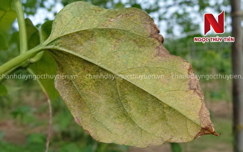 Mặt dưới lá chanh dây bị vàng bạc và cháy mép do nhện đỏ