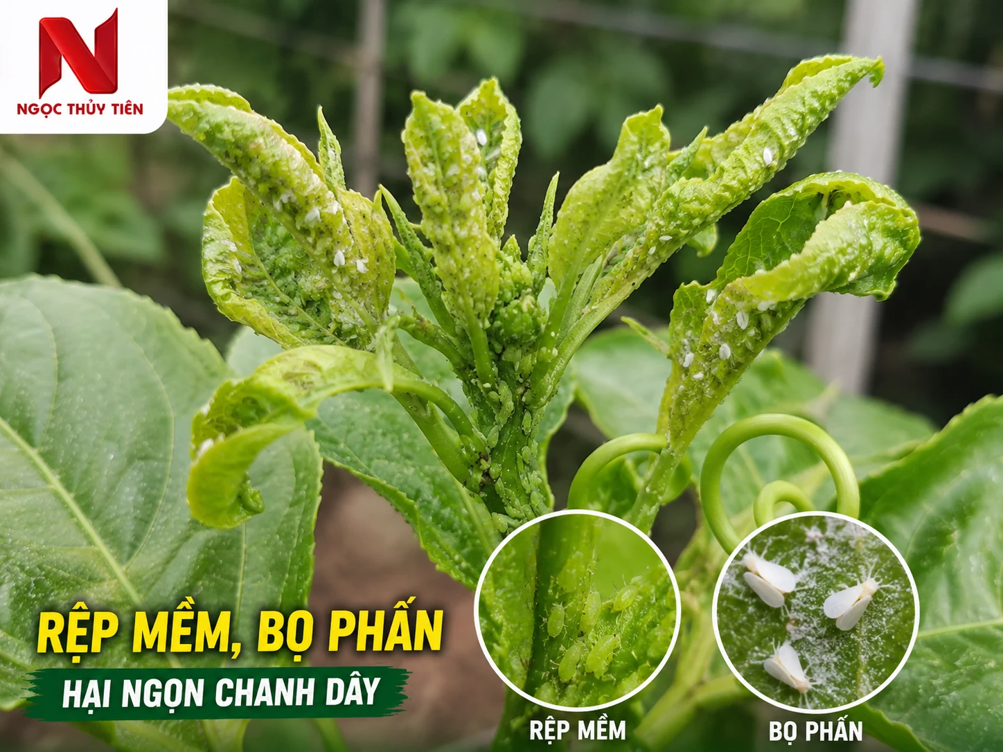 Rệp mềm và bọ phấn gây hại ngọn chanh dây