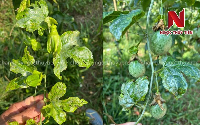 Kiểm tra lá, đọt và trái chanh dây bị sâu hại