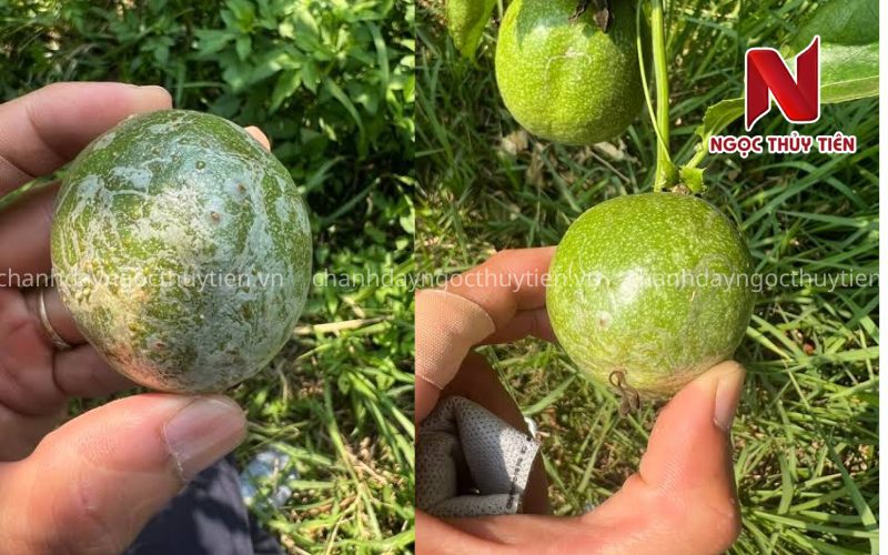 Tác hại của sâu bệnh trên trái chanh dây