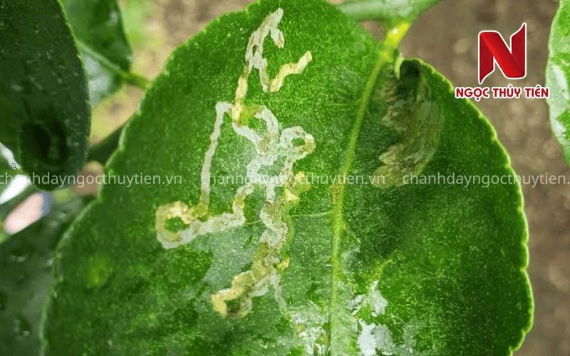 Sâu Vẽ Bùa Trên Chanh Dây: Phòng Sớm Để Giữ Bộ Lá Khỏe