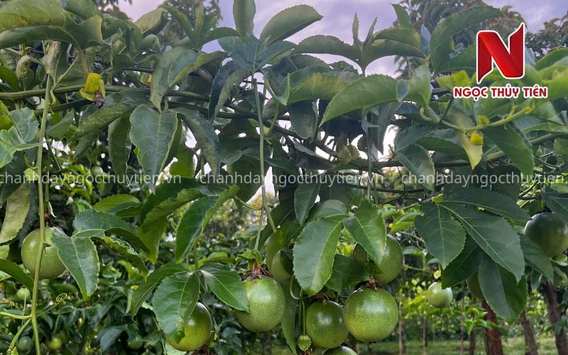 Tại Sao Chanh Dây Chết Sau Mưa Lớn? Nguyên Nhân Và Cách Phòng Tránh