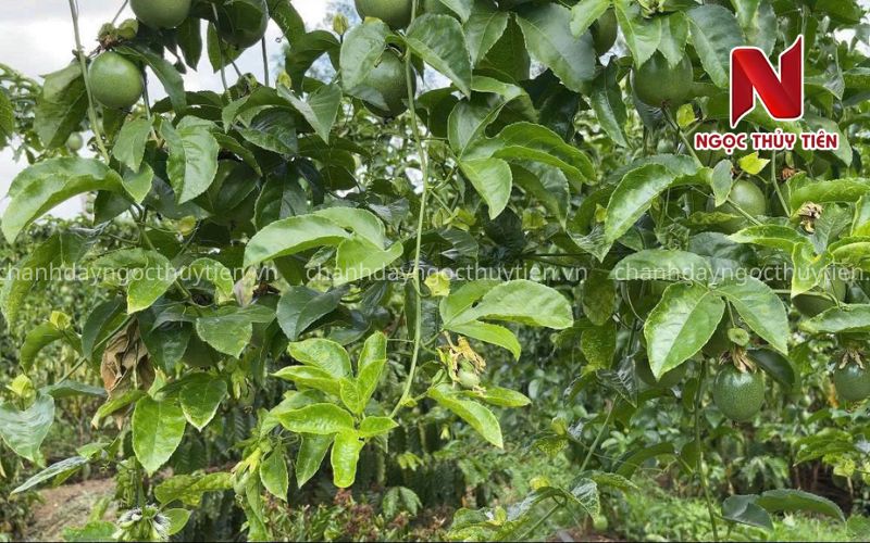Dấu hiệu chanh dây có nguy cơ chết sau mưa Dấu hiệu cảnh báo cây chanh dây suy yếu sau mưa lớn