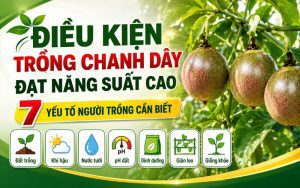 Điều Kiện Trồng Chanh Dây Đạt Năng Suất Cao: 7 Yếu Tố Người Trồng Cần Biết