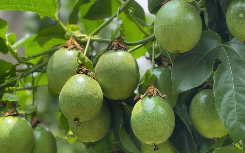 Điều Kiện Trồng Chanh Dây Đạt Năng Suất Cao: 7 Yếu Tố Người Trồng Cần Biết