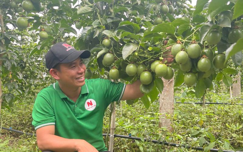 Điều Kiện Trồng Chanh Dây Đạt Năng Suất Cao: 7 Yếu Tố Người Trồng Cần Biết