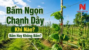 Bấm Ngọn Chanh Dây Khi Nào? Bấm Hay Không Bấm?
