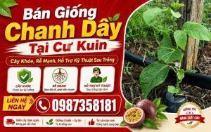 Bán Giống Chanh Dây Tại Cư Kuin – Cây Khỏe, Rễ Mạnh, Hỗ Trợ Kỹ Thuật Sau Trồng