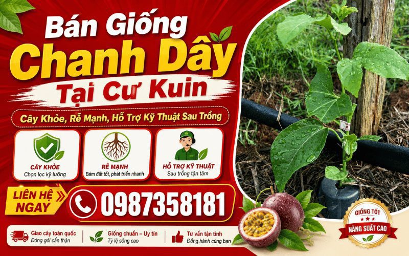 Bán Giống Chanh Dây Tại Cư Kuin – Cây Khỏe, Rễ Mạnh, Hỗ Trợ Kỹ Thuật Sau Trồng