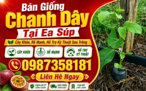 Bán Giống Chanh Dây Tại Ea Súp – Cây Khỏe, Rễ Mạnh, Hỗ Trợ Kỹ Thuật Sau Trồng