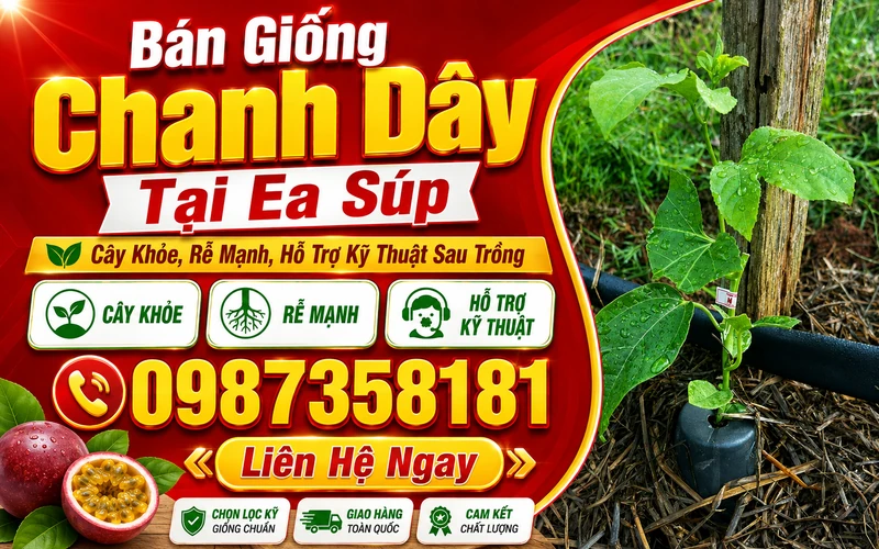 Bán Giống Chanh Dây Tại Ea Súp – Cây Khỏe, Rễ Mạnh, Hỗ Trợ Kỹ Thuật Sau Trồng