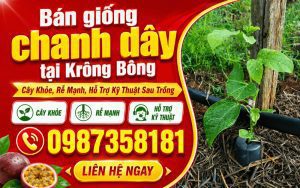 Bán Giống Chanh Dây Tại Krông Bông – Cây Khỏe, Rễ Mạnh, Hỗ Trợ Kỹ Thuật Sau Trồng