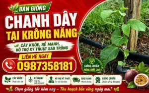 Bán Giống Chanh Dây Tại Krông Năng – Cây Khỏe, Rễ Mạnh, Hỗ Trợ Kỹ Thuật Sau Trồng