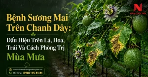Bệnh sương mai trên chanh dây mùa mưa và cách phòng trị