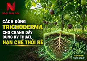 Cách Dùng Trichoderma Cho Chanh Dây Đúng Kỹ Thuật, Hạn Chế Thối Rễ