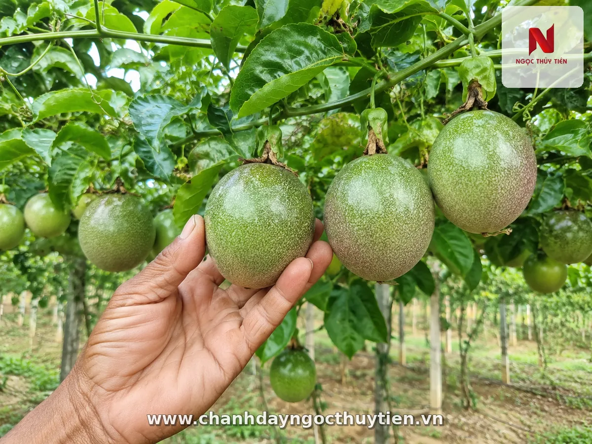 Kiểm tra trái chanh dây thường xuyên để phát hiện sớm ruồi vàng đục quả
