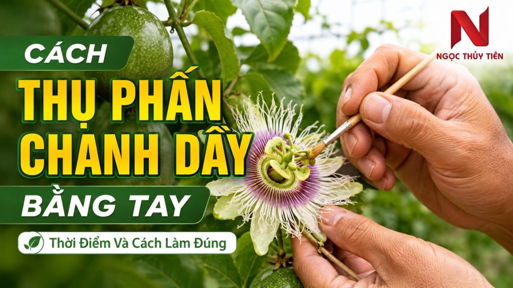 Cách Thụ Phấn Chanh Dây Bằng Tay: Thời Điểm Và Cách Làm Đúng