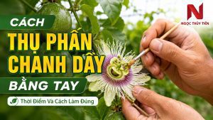Cách Thụ Phấn Chanh Dây Bằng Tay: Thời Điểm Và Cách Làm Đúng