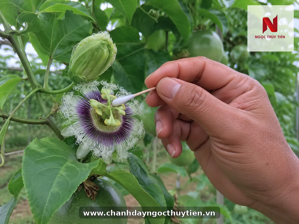 Dùng tăm bông chuyển phấn lên đầu nhụy khi thụ phấn chanh dây bằng tay