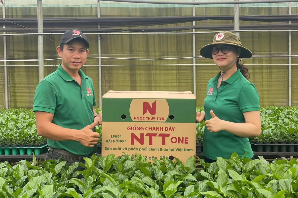 Cây giống chanh dây NTT ONE khỏe tại vườn ươm Ngọc Thủy Tiên