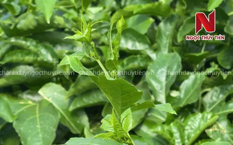 Chăm sóc chanh dây 30 ngày đầu sau trồng tại Krông Năng