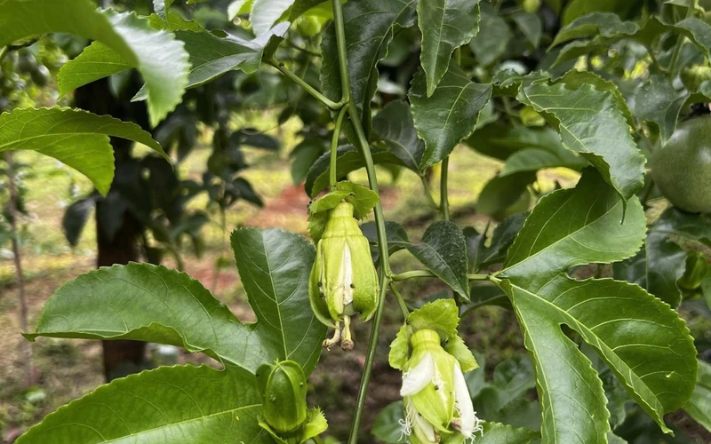 Hoa chanh dây phát triển không đồng đều làm tỷ lệ đậu trái kém