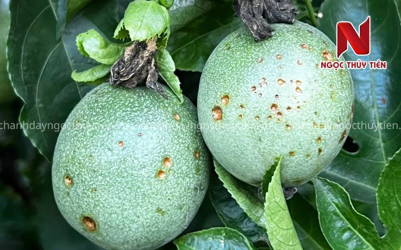 Đốm nâu trên trái chanh dây cần phân biệt với bệnh thán thư