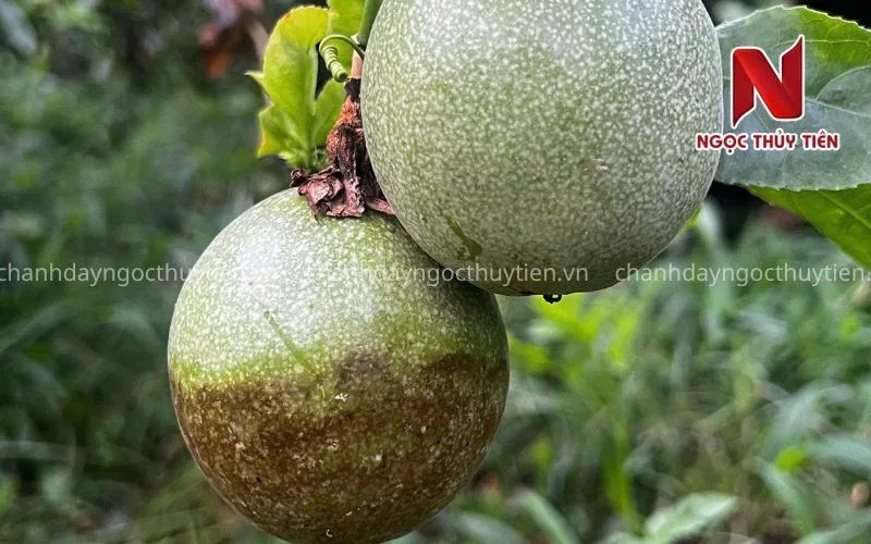 Bệnh loang dầu bã trầu trên trái chanh dây cần phân biệt với thán thư