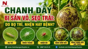 Chanh Dây Bị Sần Vỏ, Sẹo Trái: Do Bọ Trĩ, Nhện Hay Bệnh?
