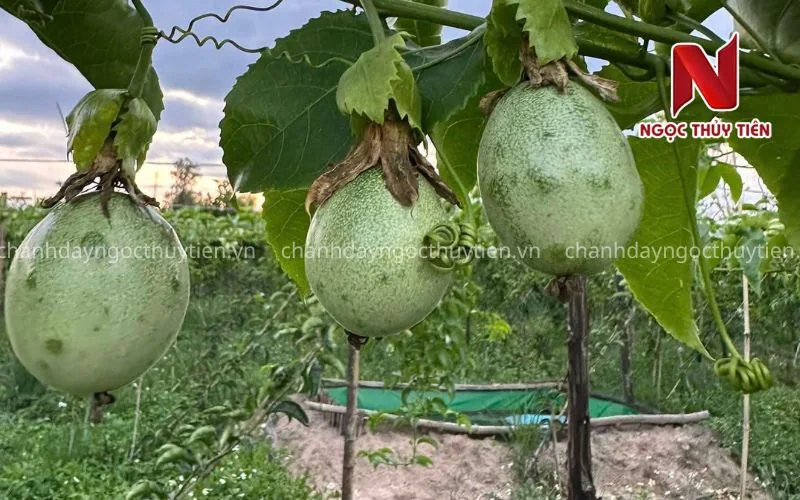 Chanh dây bị sần vỏ sẹo trái cần phân biệt tổn thương côn trùng với bệnh gây thối trái