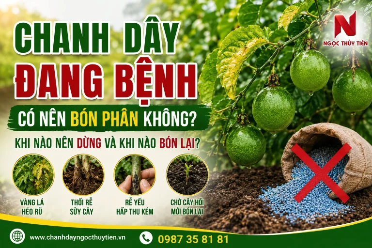 Chanh Dây Đang Bệnh Có Nên Bón Phân Không?