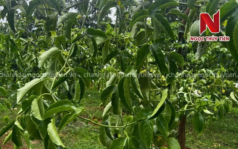 Chanh dây héo sau mưa dù đất còn ướt do bộ rễ suy yếu