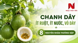 Chanh Dây Ít Ruột, Ít Nước, Vỏ Dày: 8 Nguyên Nhân Thường Gặp