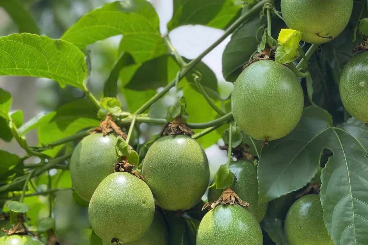 Chanh dây đang mang nhiều trái cần bảo vệ bộ rễ trong mùa mưa