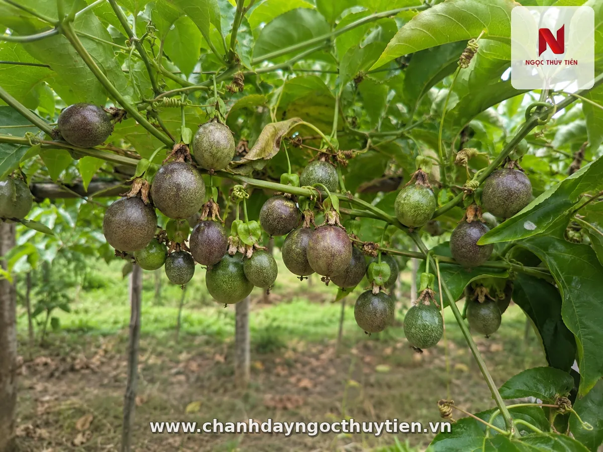 Chanh dây mang quá nhiều quả khiến trái nhỏ và kích thước không đồng đều