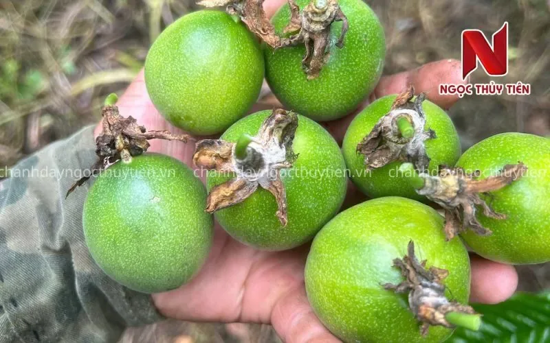 Chanh dây rụng trái non là dấu hiệu cây thiếu lực, dễ làm lứa trái còn lại nhỏ và ít dịch