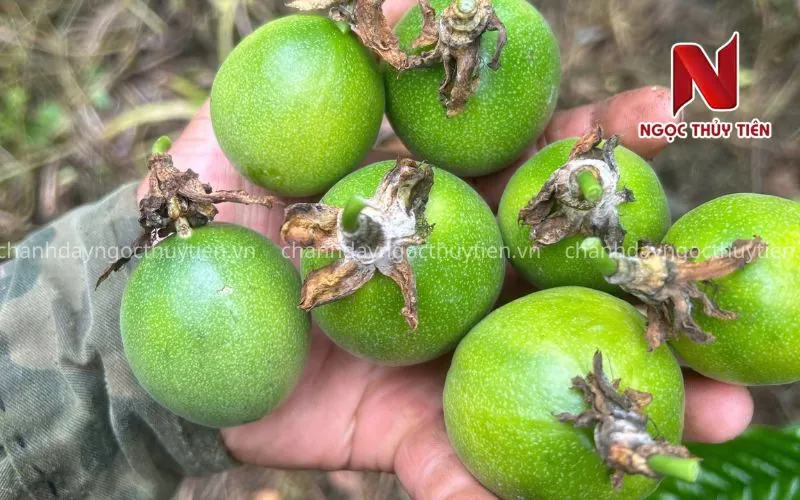Trái non chanh dây rụng trong giai đoạn nuôi trái