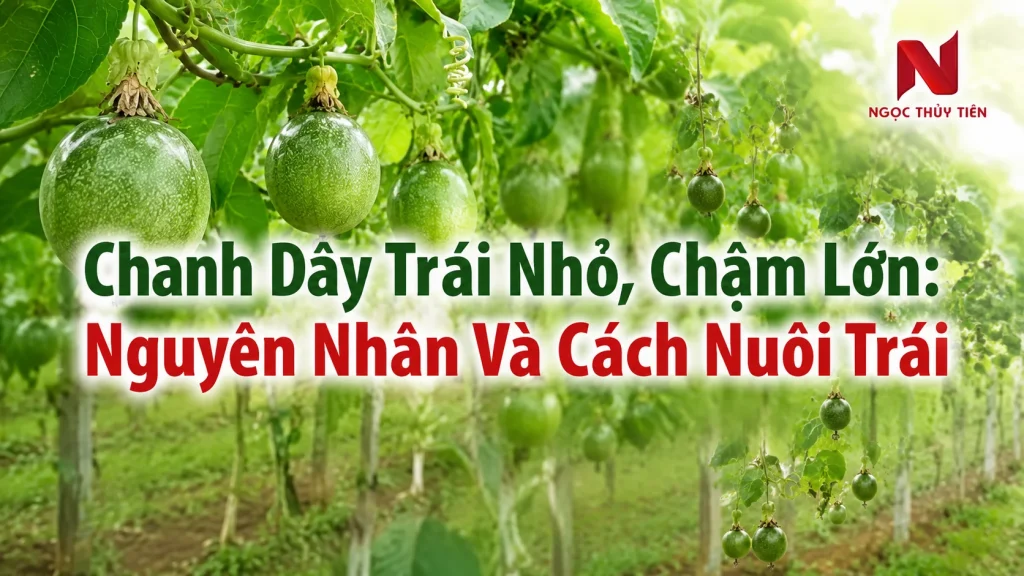 Chanh Dây Trái Nhỏ, Chậm Lớn: Nguyên Nhân Và Cách Nuôi Trái