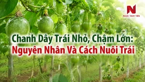 Chanh Dây Trái Nhỏ, Chậm Lớn: Nguyên Nhân Và Cách Nuôi Trái
