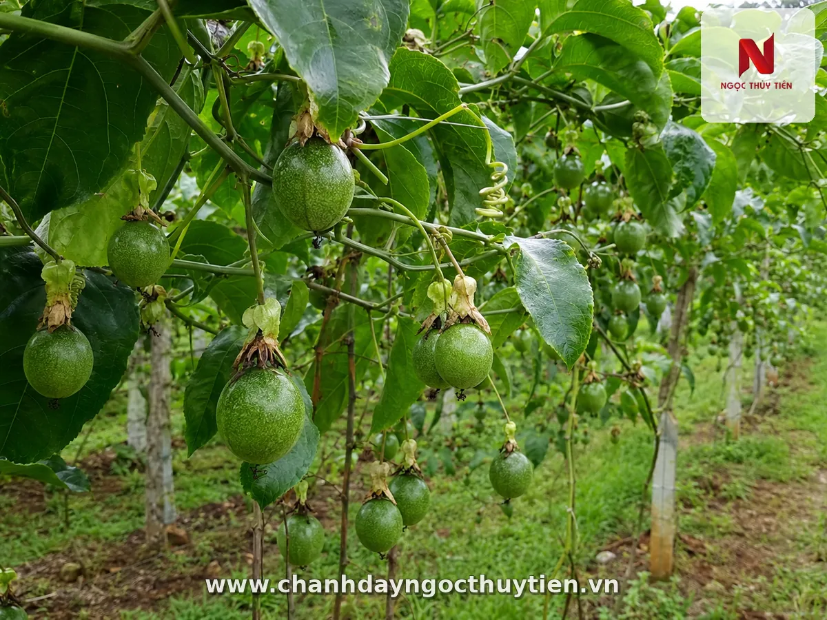 Vườn chanh dây đang mang trái cần theo dõi ruồi vàng từ sớm
