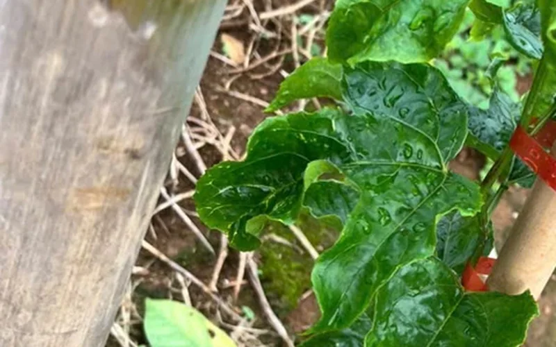 Đọt non chanh dây bị chùn và lá xoăn sau một đợt bón phân mạnh