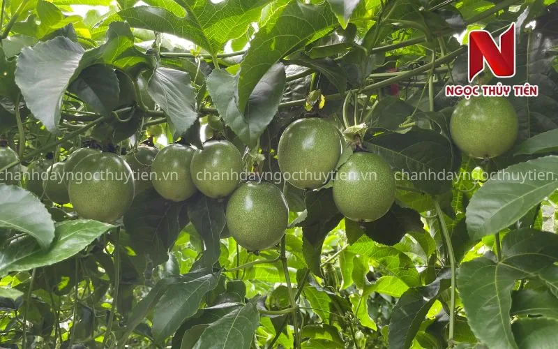 Giàn chanh dây mang trái khỏe minh họa vườn chanh dây tại Ea Súp