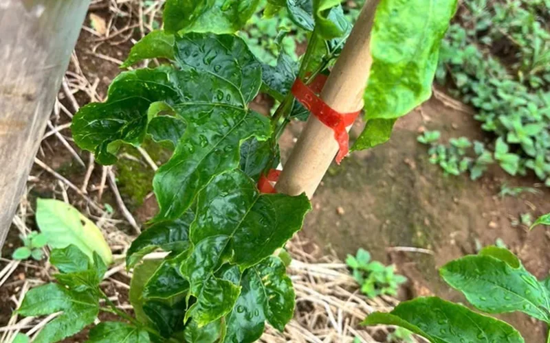 Kiểm tra triệu chứng nặng phân trên chanh dây qua lá và đọt non