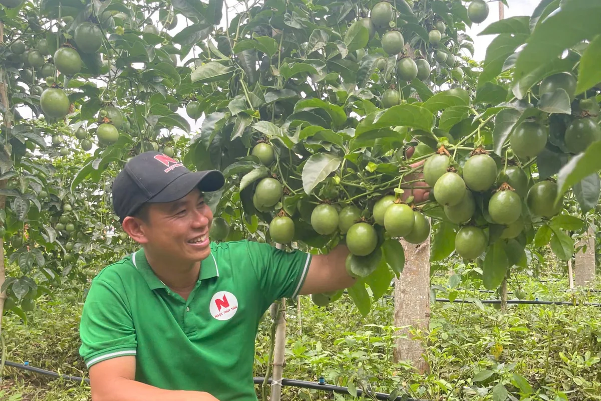 Kiểm tra vườn chanh dây sau mưa để phát hiện cây suy yếu sớm